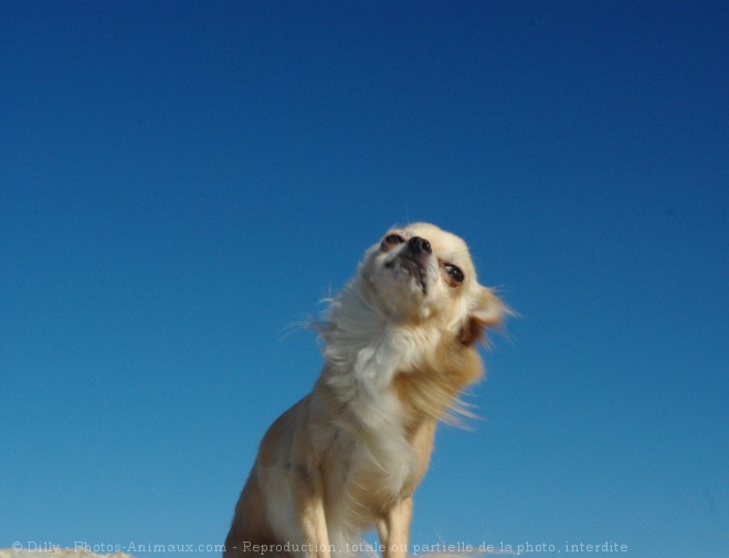 Photo de Chihuahua  poil long