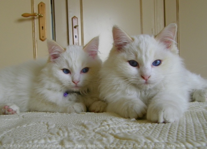 Photo de Ragdoll