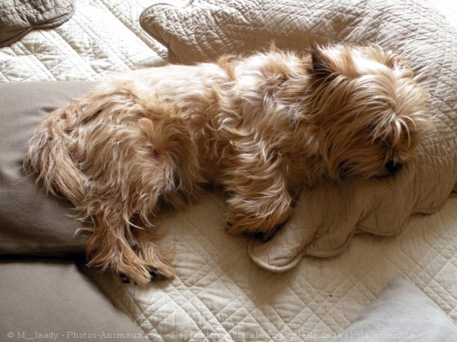 Photo de Cairn terrier