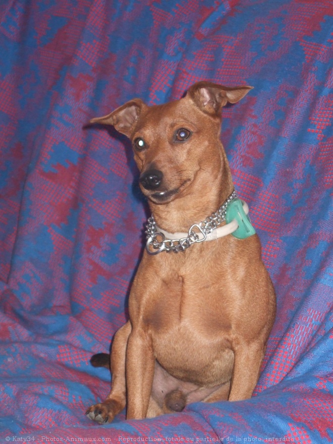 Photo de Pinscher nain