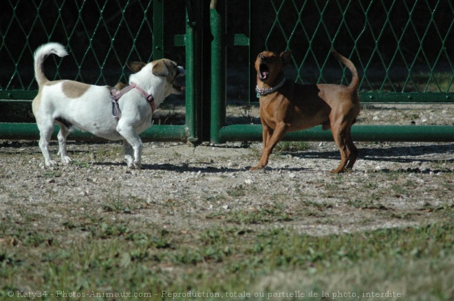 Photo de Pinscher nain