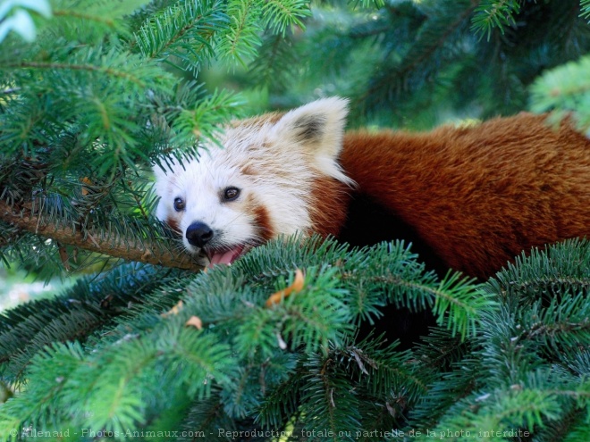 Photo de Panda roux