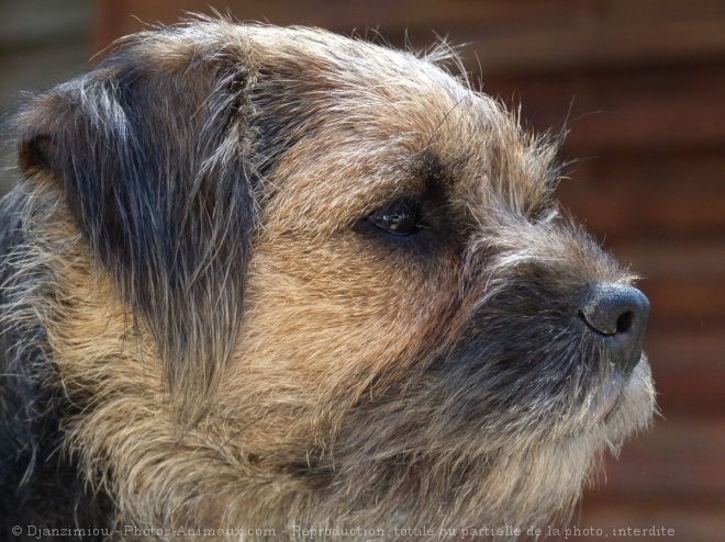 Photo de Border terrier