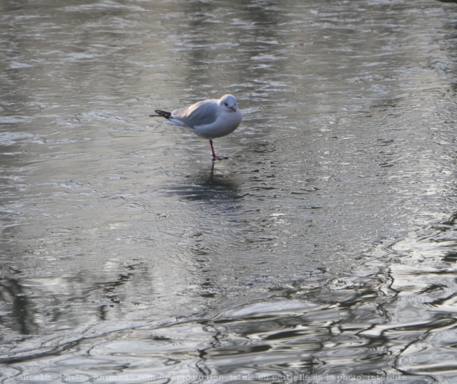 Photo de Mouette