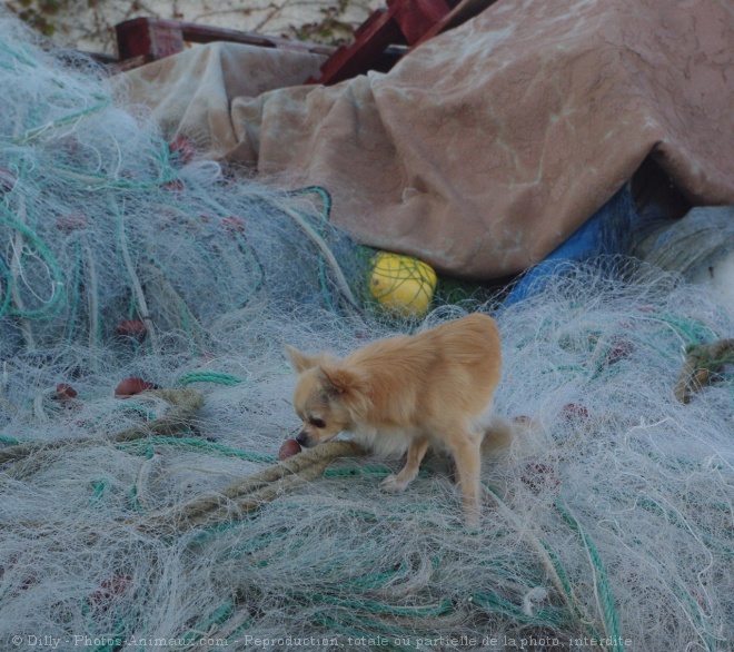 Photo de Chihuahua  poil long