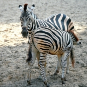 Photo de Zebre