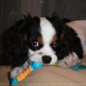 Photo de Cavalier king charles spaniel