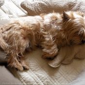 Photo de Cairn terrier