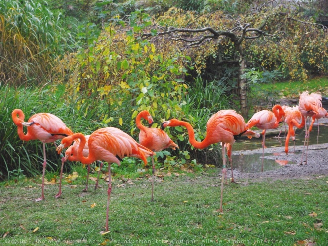 Photo de Flamand rose