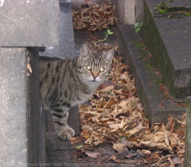 Photo de Chat domestique