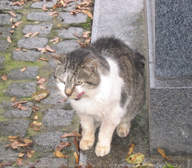 Photo de Chat domestique