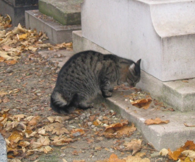 Photo de Chat domestique