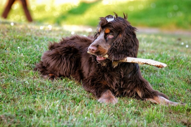 Photo de Cocker anglais