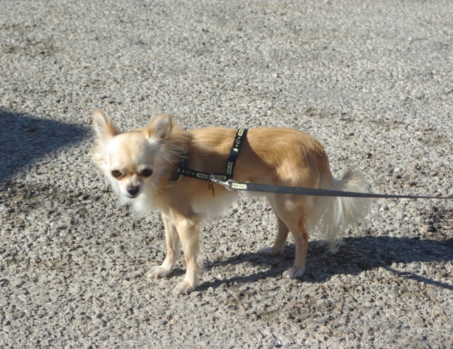 Photo de Chihuahua  poil long