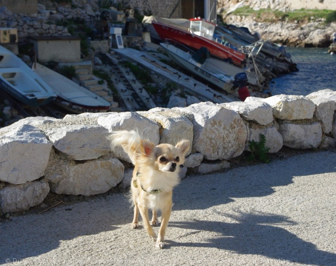 Photo de Chihuahua  poil long