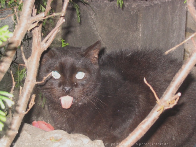 Photo de Chat domestique