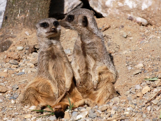 Photo de Suricate