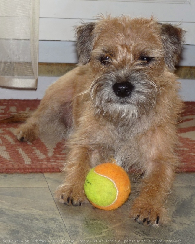 Photo de Border terrier