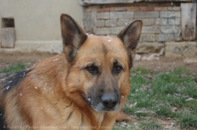 Photo de Berger allemand  poil court