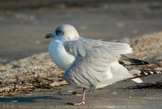 Photo de Mouette