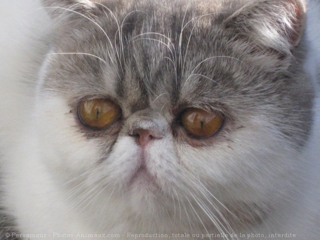 Photo d'Exotic shorthair