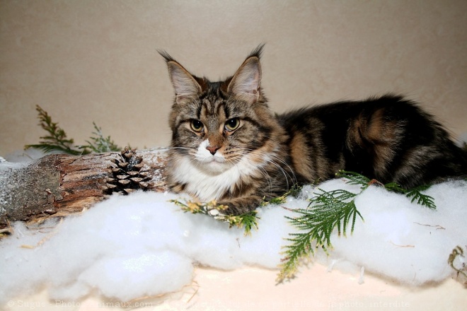 Photo de Maine coon