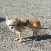 Photo de Chihuahua  poil long