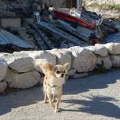 Photo de Chihuahua  poil long