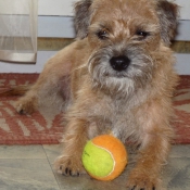 Photo de Border terrier