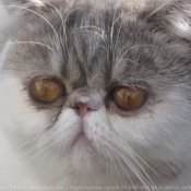 Photo d'Exotic shorthair