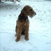 Photo d'Airedale terrier