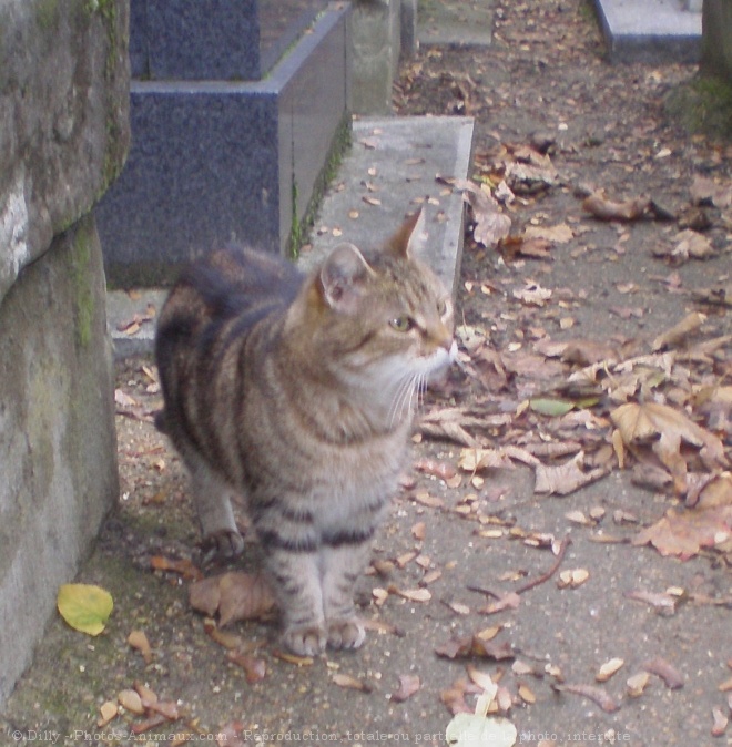 Photo de Chat domestique