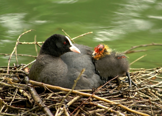 Photo de Foulque macroule