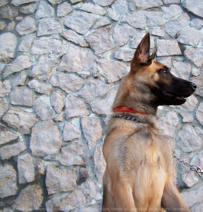 Photo de Berger belge malinois