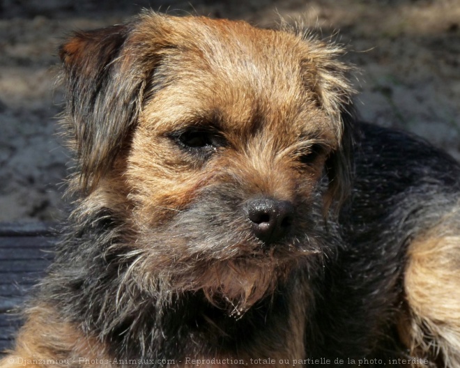 Photo de Border terrier