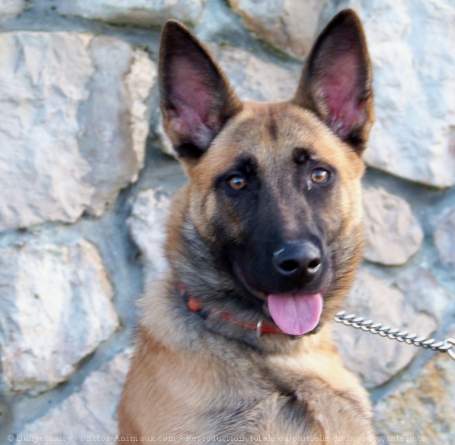 Photo de Berger belge malinois