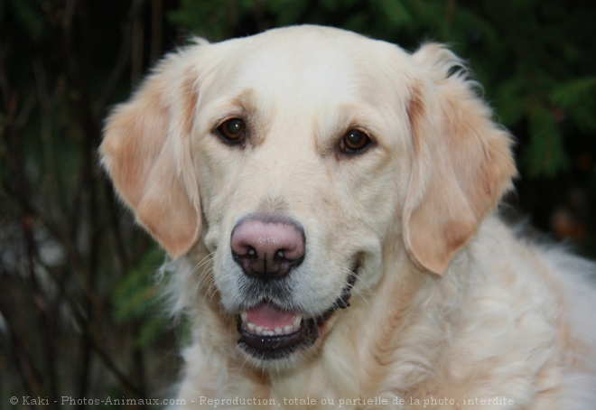 Photo de Golden retriever