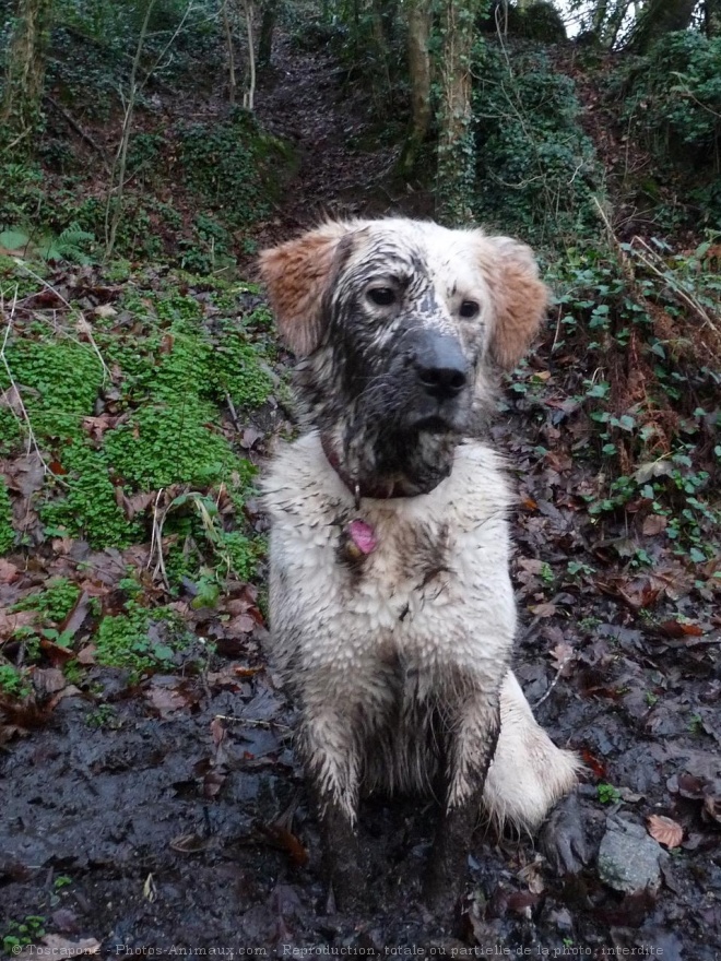 Photo de Golden retriever