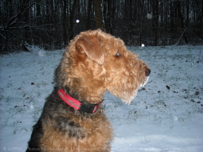 Photo d'Airedale terrier