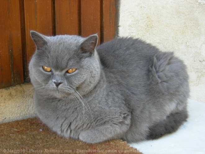 Photo de British shorthair