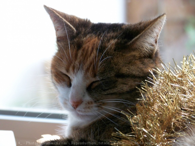 Photo de Chat domestique