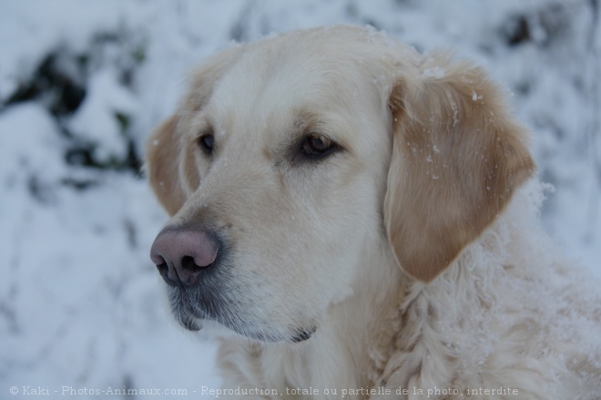 Photo de Golden retriever