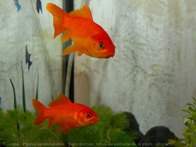 Photo de Poissons rouges