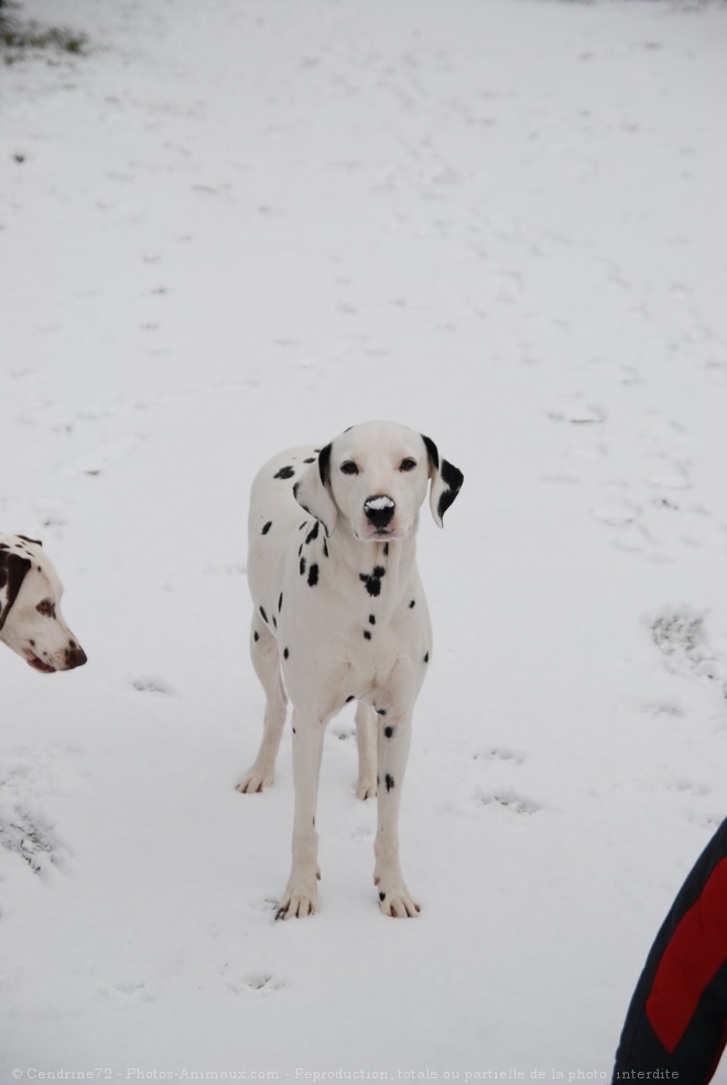 Photo de Dalmatien