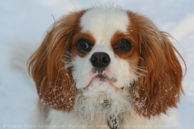 Photo de Cavalier king charles spaniel