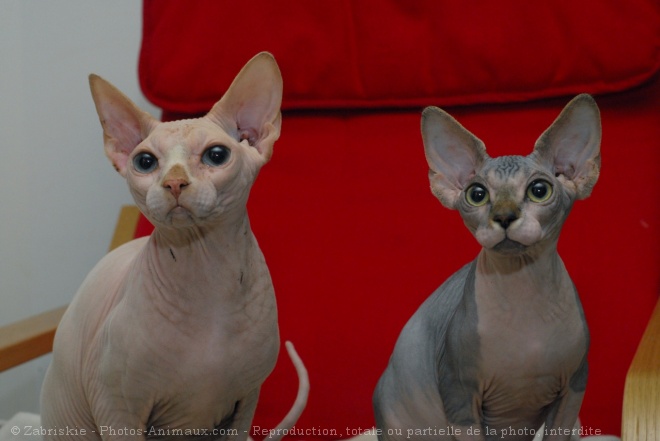 Photo de Sphynx