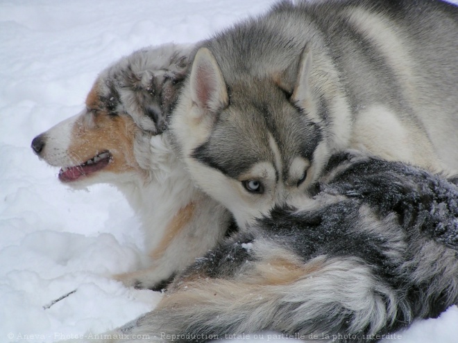 Photo de Husky siberien