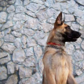 Photo de Berger belge malinois