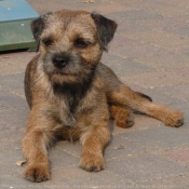 Photo de Border terrier