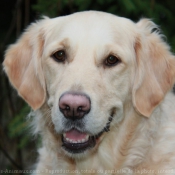 Photo de Golden retriever